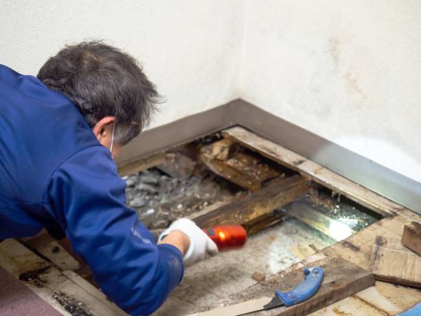 Best Emergency Mold Removal  in Meyers, CA