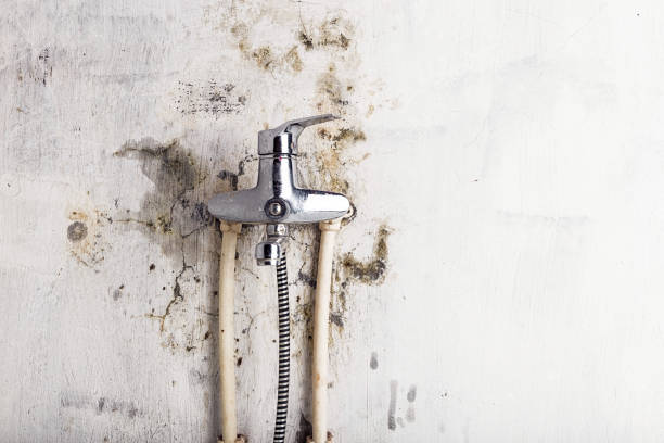 Best Best Mold Removal Companies  in Meyers, CA