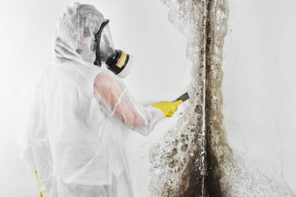 Best Mold Testing  in Meyers, CA