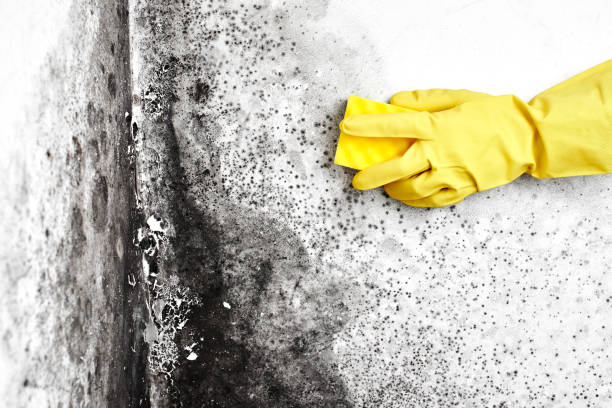 Best Crawl Space Mold Removal  in Meyers, CA