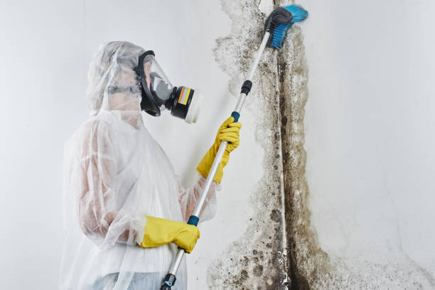 Best Mold Remediation Services  in Meyers, CA