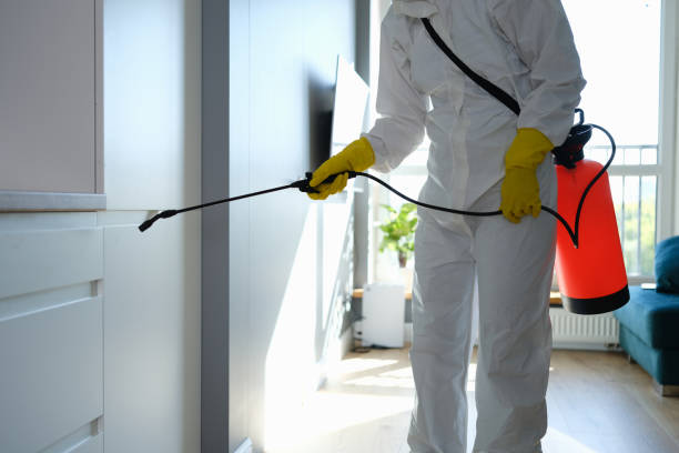 Best Attic Mold Removal  in Meyers, CA