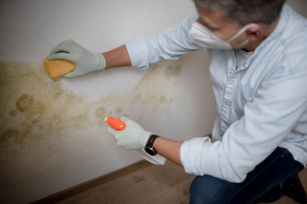 Best Commercial Mold Removal  in Meyers, CA