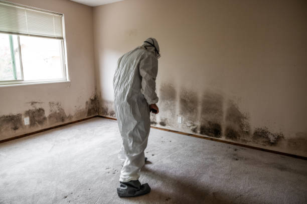Crawl Space Mold Removal in Meyers, CA
