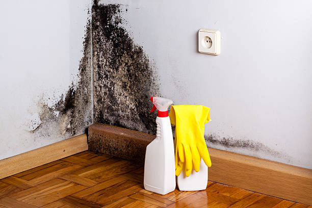 Best Mold Damage Repair  in Meyers, CA