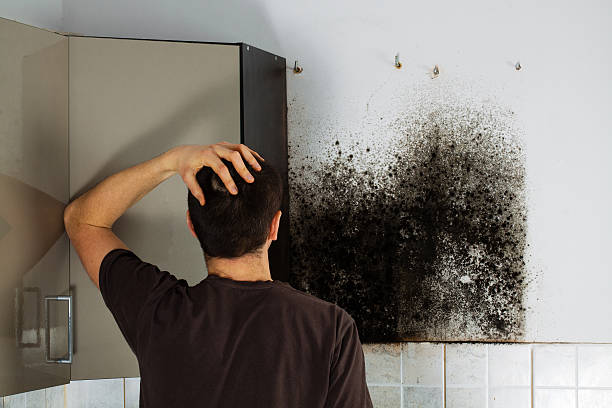 Best Mold Removal Near Me  in Meyers, CA