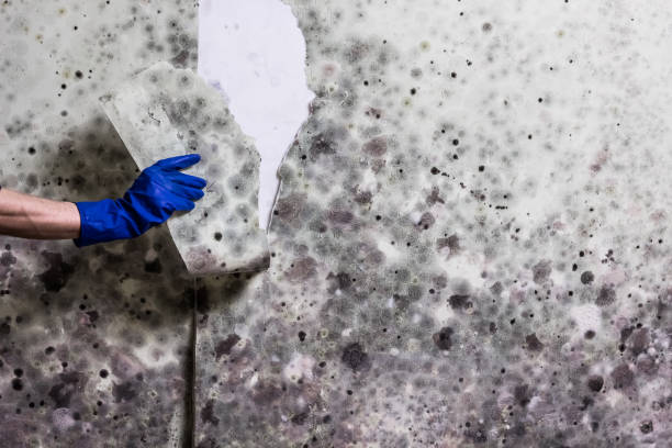 Best Mold Testing  in Meyers, CA