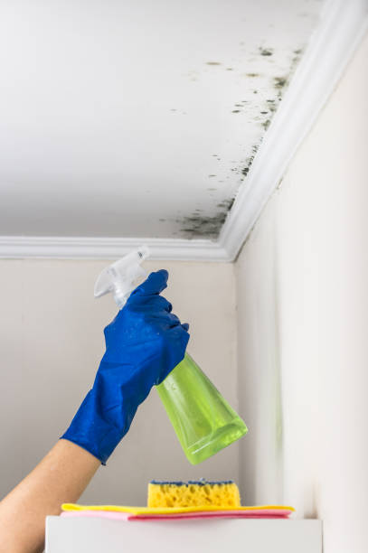 Best Affordable Mold Removal  in Meyers, CA