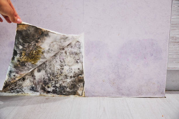 Best Attic Mold Removal  in Meyers, CA